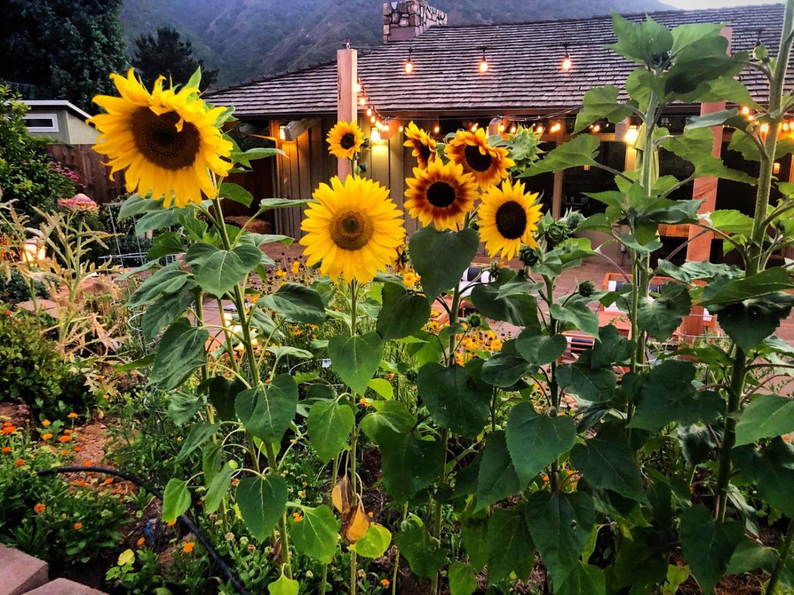 Carmel Valley Lodge Ngoại thất bức ảnh